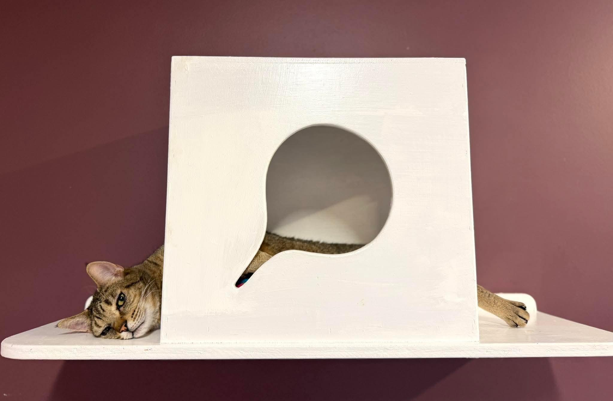Enlarge Hank, a ADOPTABLE Domestic Short Hair in Kirkland, WA image 3/3