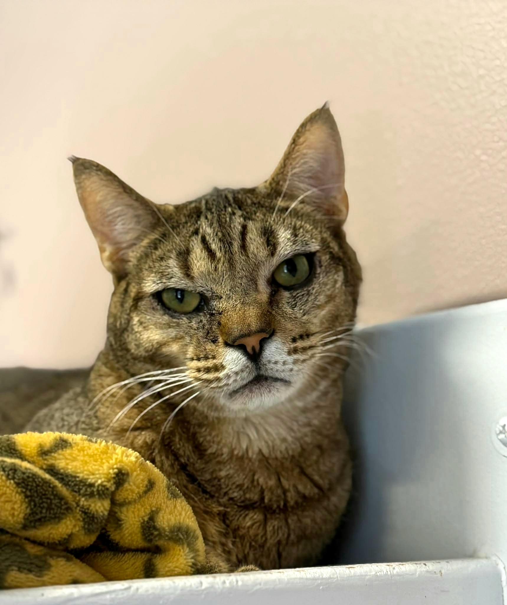 Enlarge Hank, a ADOPTABLE Domestic Short Hair in Kirkland, WA image 1/3