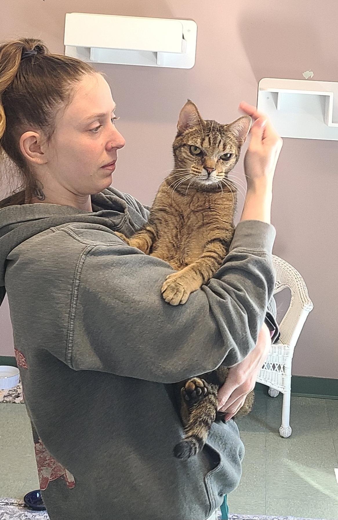 Enlarge Hank, a ADOPTABLE Domestic Short Hair in Kirkland, WA image 2/3