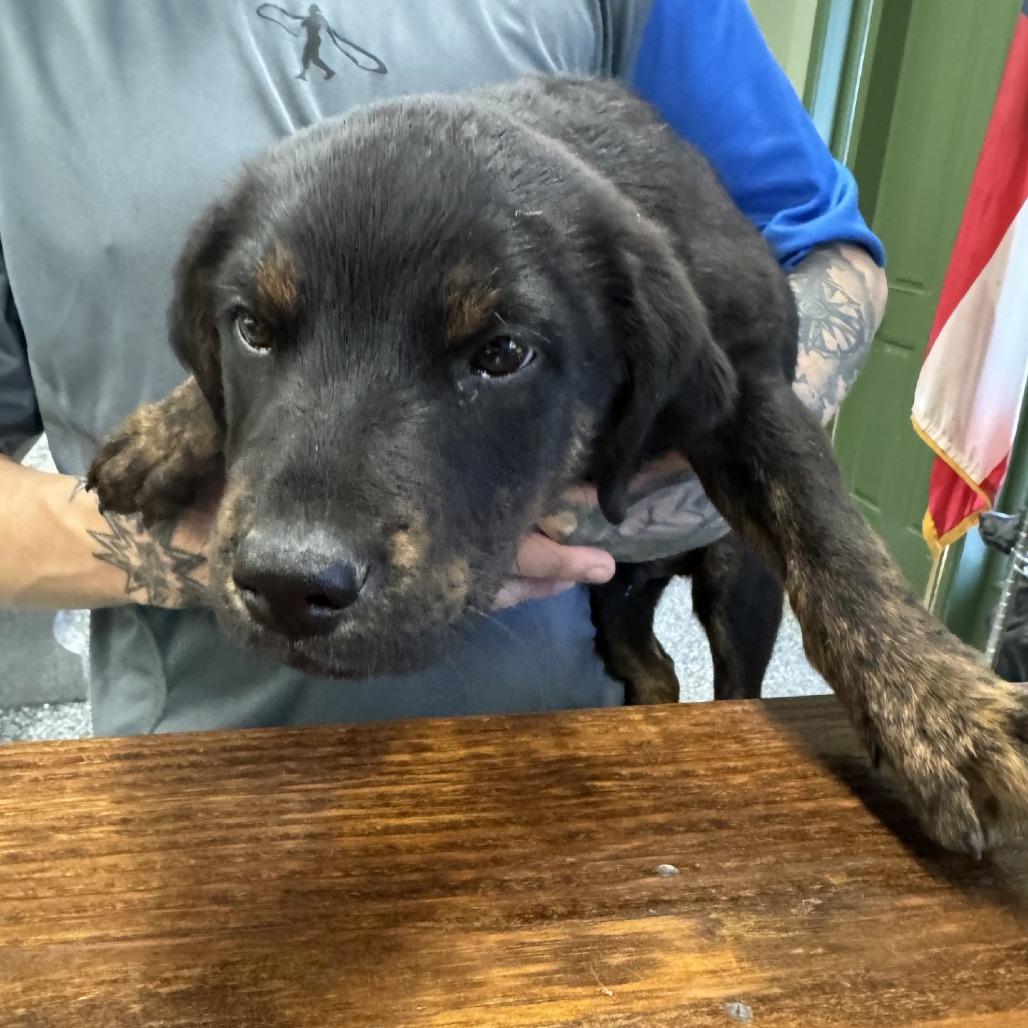 Magoo, Adoptable, Puppy Male Hound.