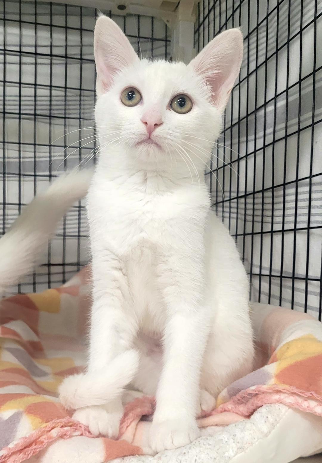 DaRainey & King Princess, a ADOPTABLE Domestic Medium Hair in Kirkland, WA image 2/2