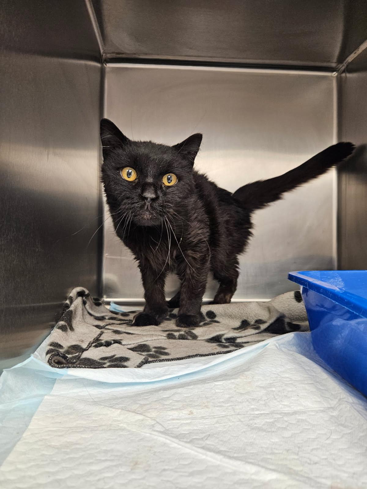 Darlene, ADOPTABLE, Senior Female Domestic Short Hair.