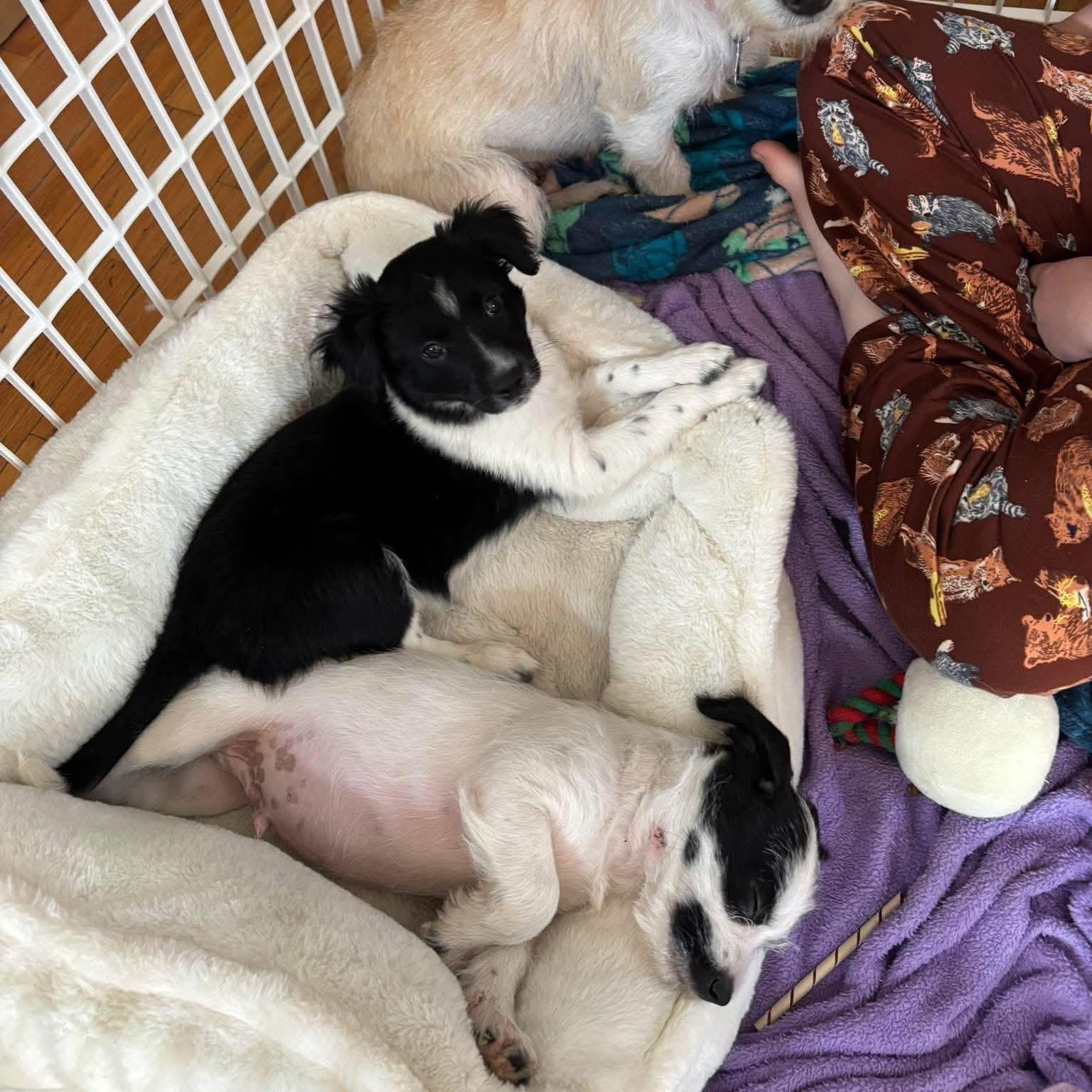 Enlarge Willie, an adopted Mixed Breed in Yaphank, NY image 2/3