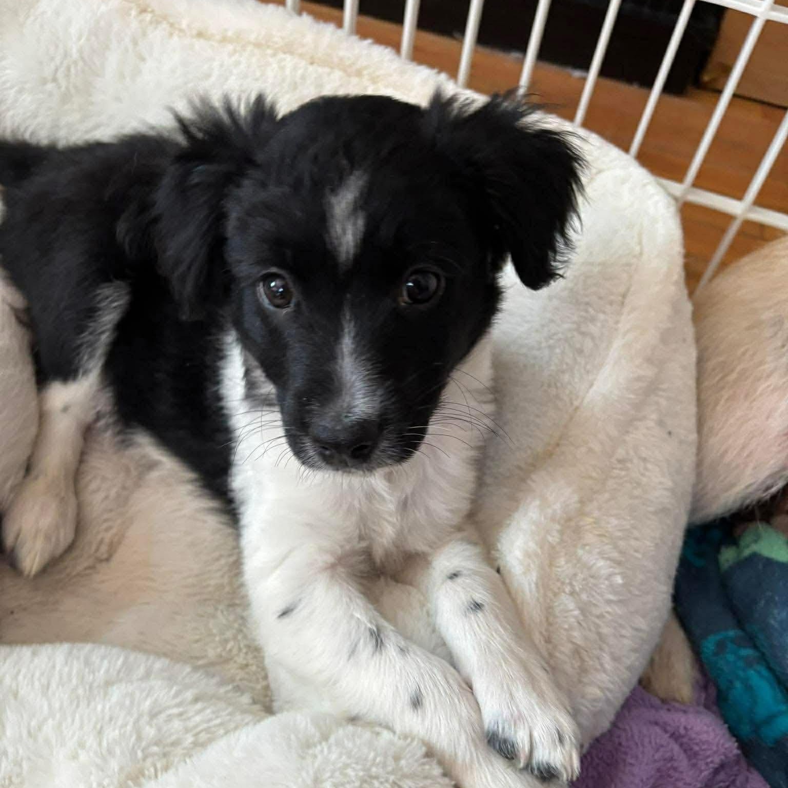 Willie, adopted, Puppy Male Mixed Breed.