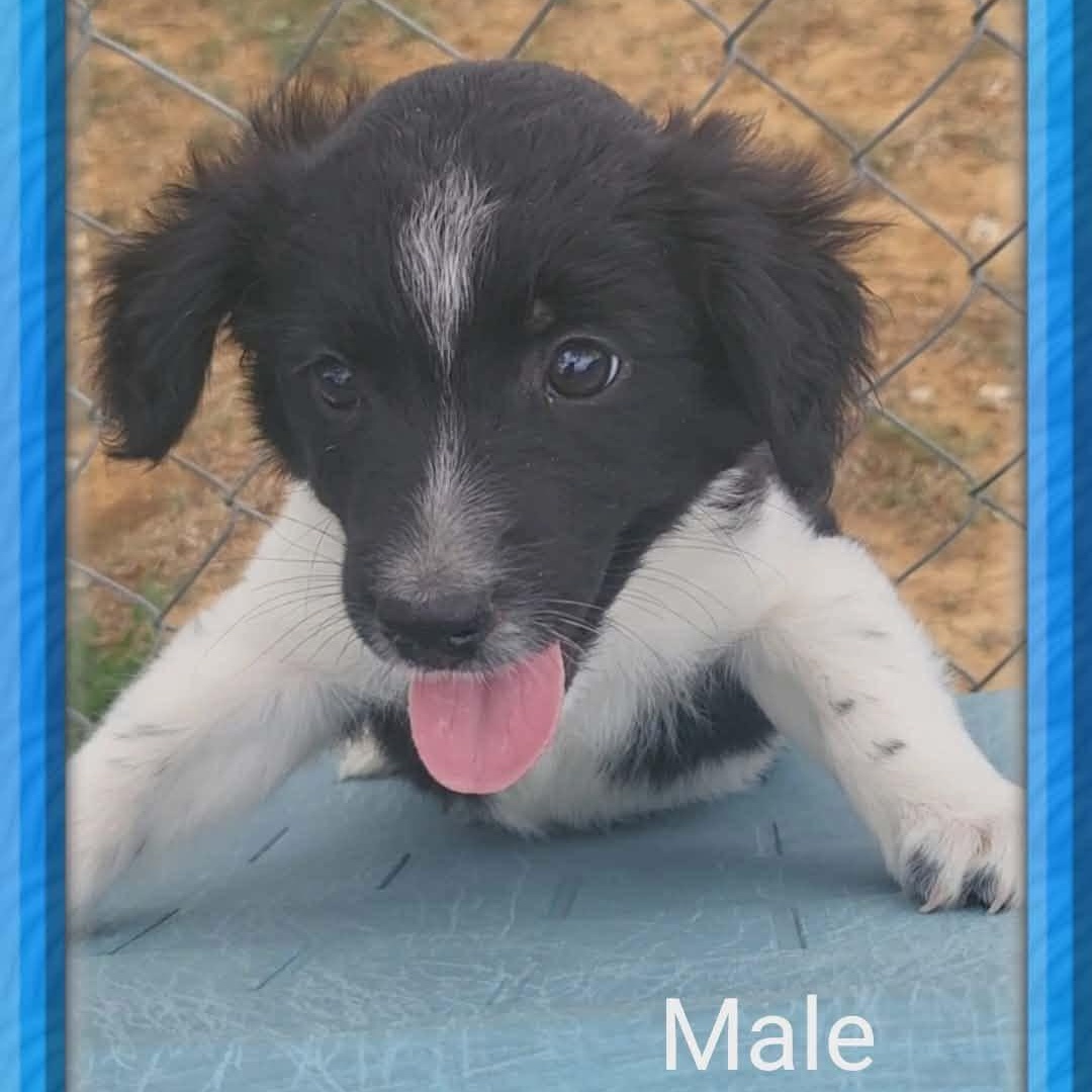 Enlarge Willie, an adopted Mixed Breed in Yaphank, NY image 3/3