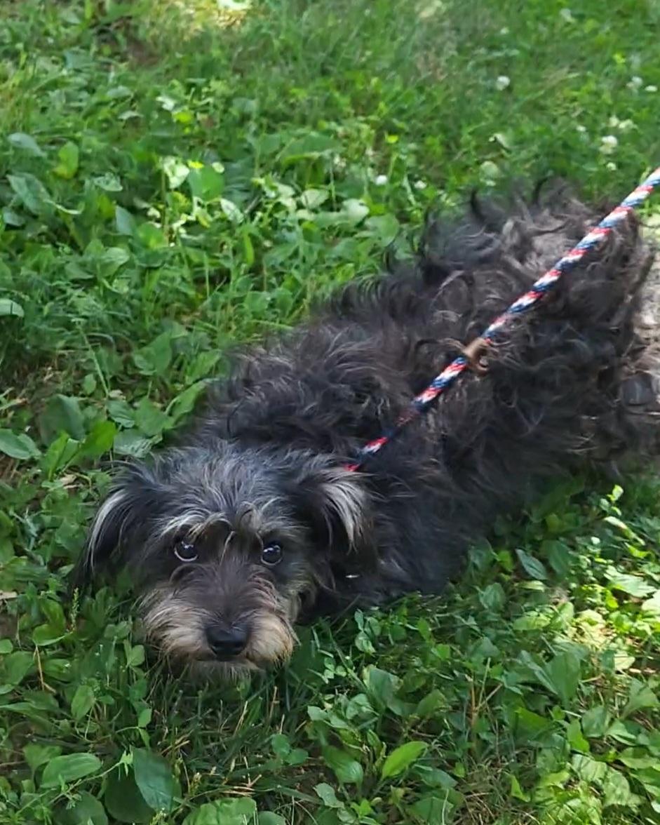 Little Lady, Adopted, Young Female Yorkshire Terrier.