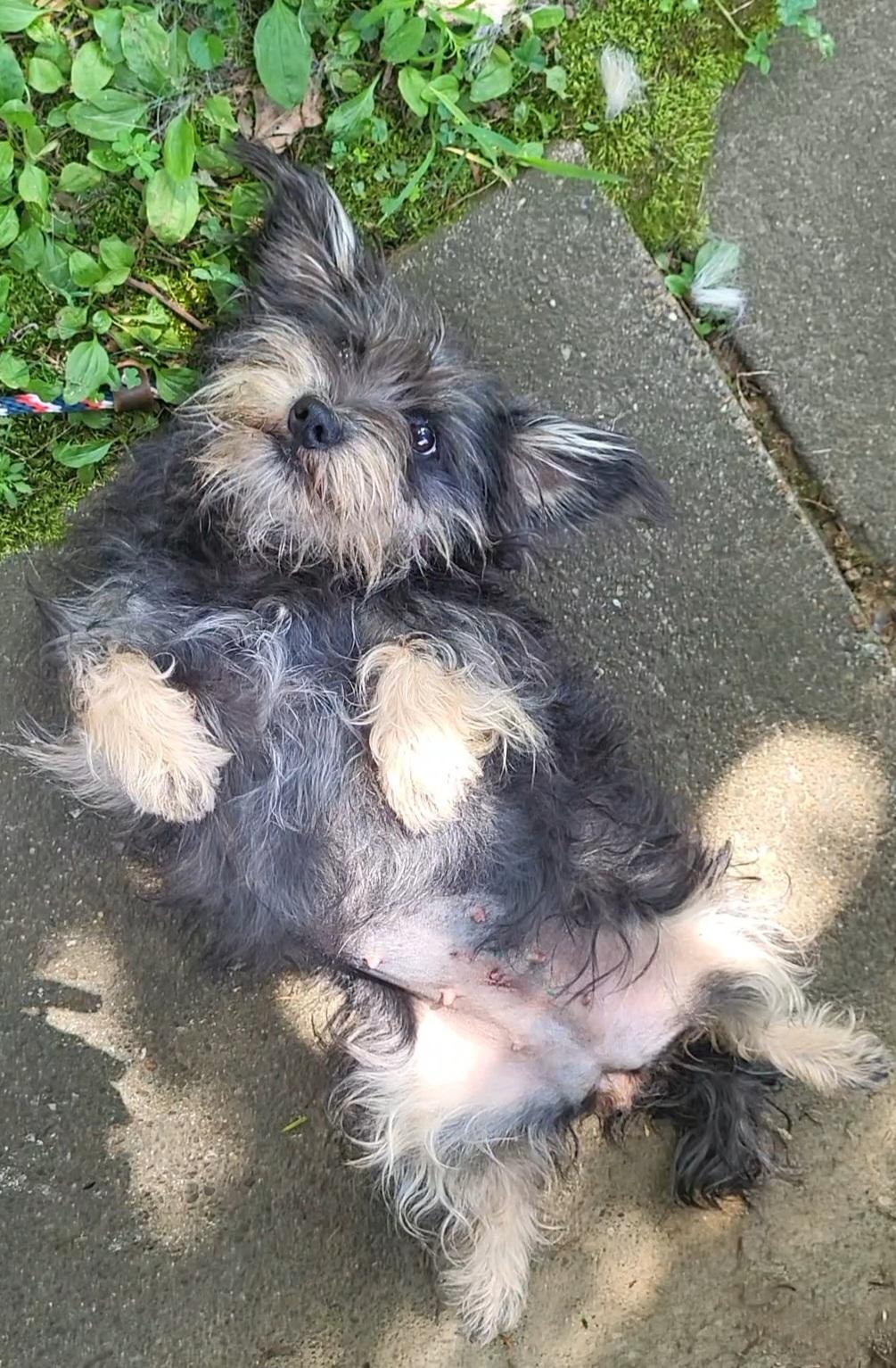 Little Lady, a Adopted mixed breed in Evansville, IN image 2/3