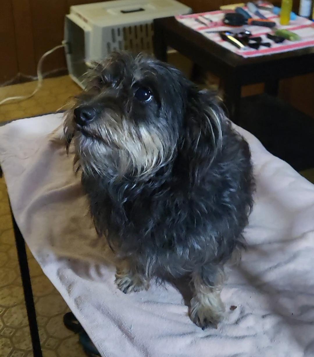 Little Lady, Adopted, Young Female Yorkshire Terrier.