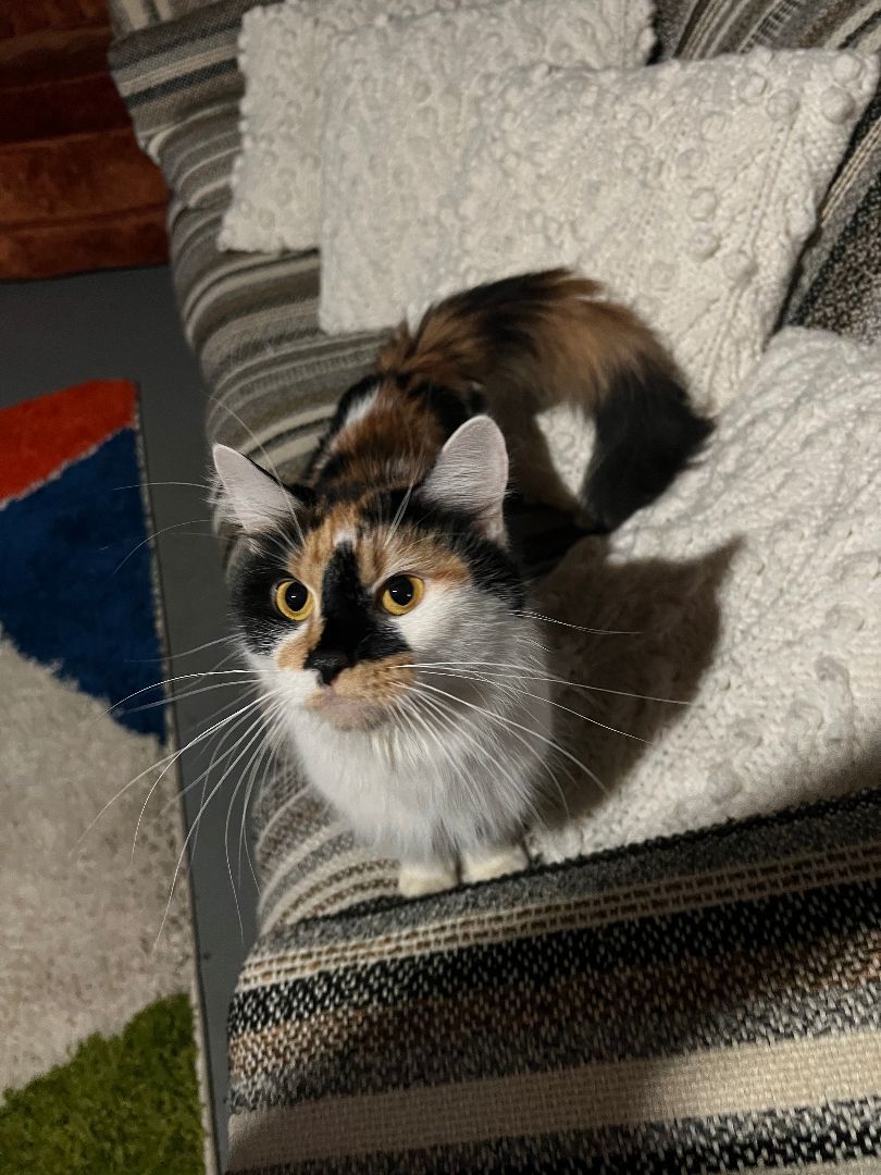 Enlarge Ripley (and Lux), a Adoptable Calico in Chicago, IL image 2/6