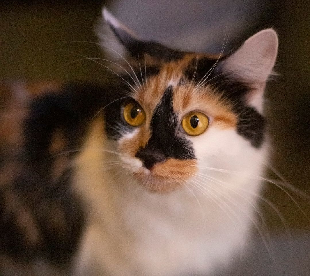Enlarge Ripley (and Lux), a Adoptable Calico in Chicago, IL image 3/6