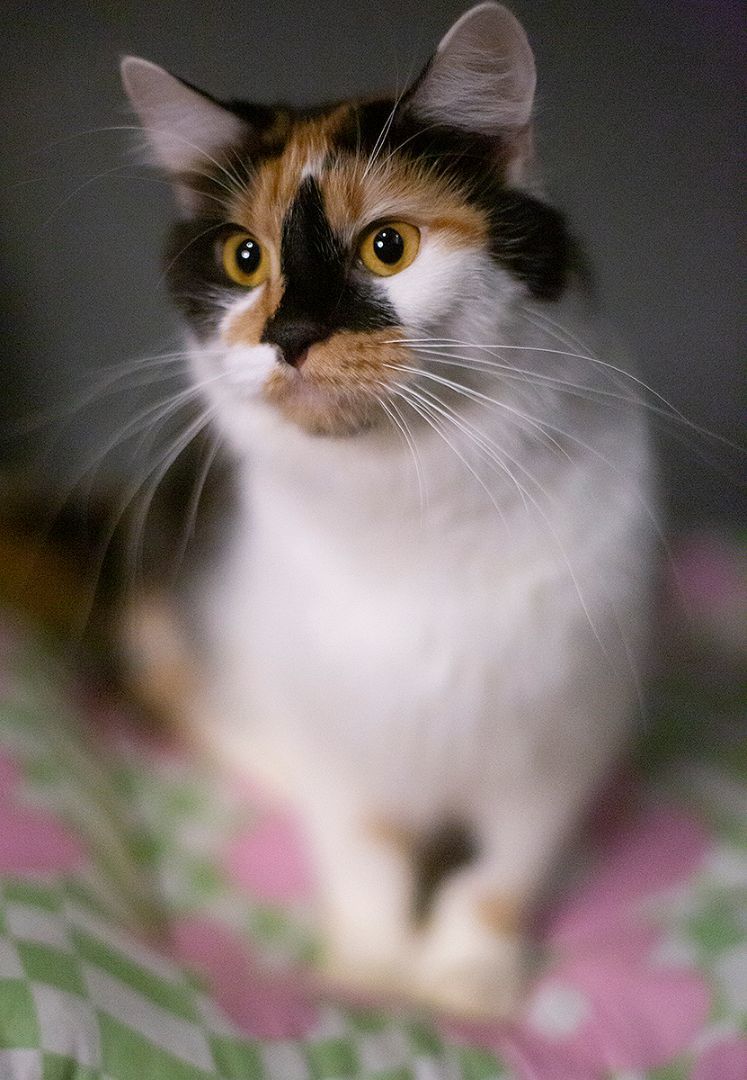 Enlarge Ripley (and Lux), a Adoptable Calico in Chicago, IL image 4/6