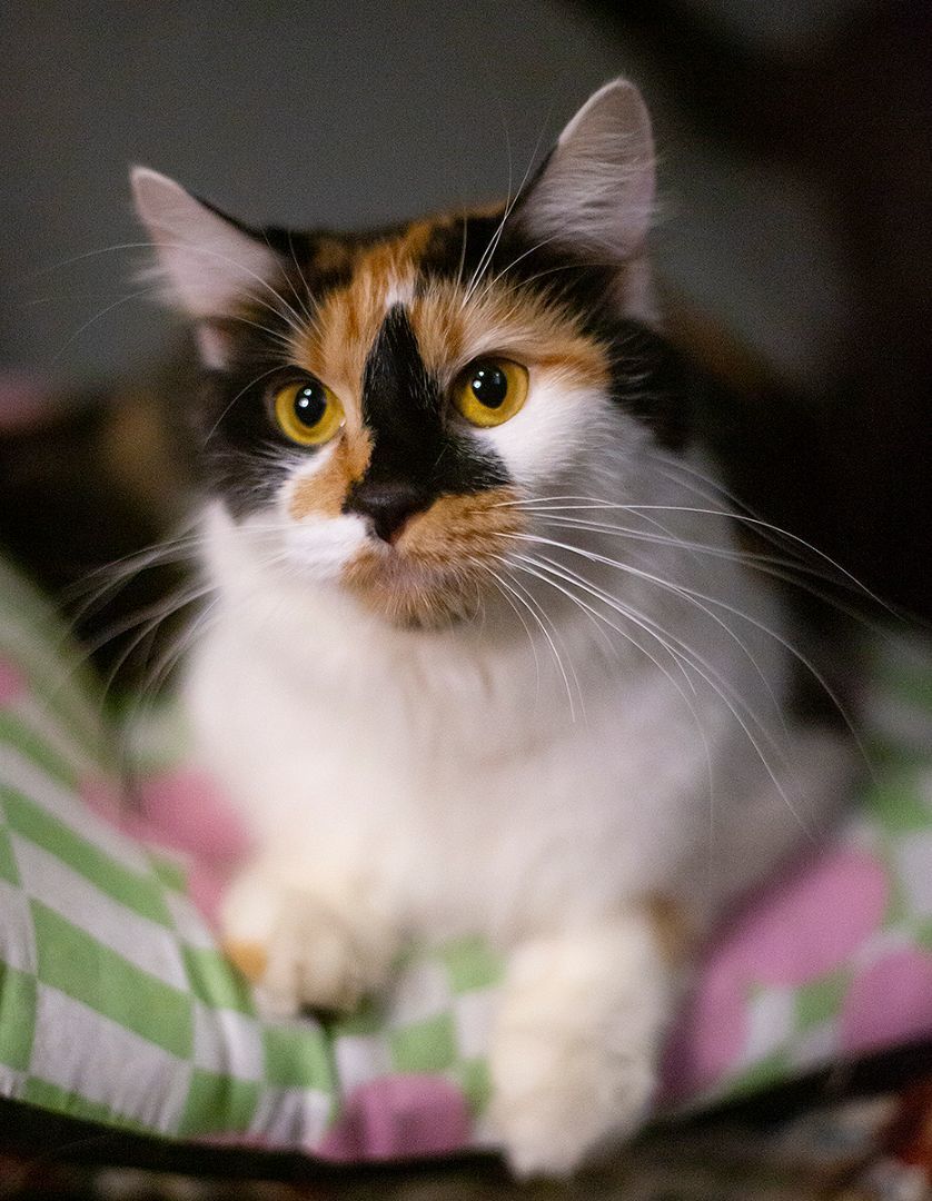 Enlarge Ripley (and Lux), a Adoptable Calico in Chicago, IL image 1/6