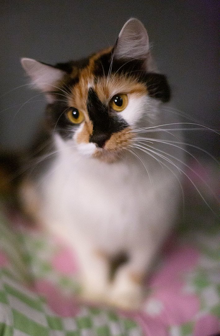Enlarge Ripley (and Lux), a Adoptable Calico in Chicago, IL image 5/6