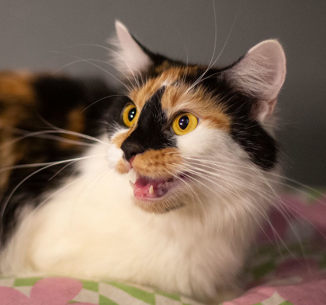 Enlarge Ripley (and Lux), a Adoptable Calico in Chicago, IL image 6/6