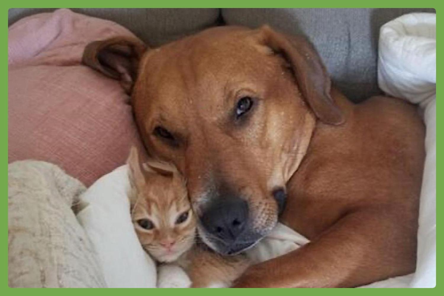 Nala — thumbnail 2