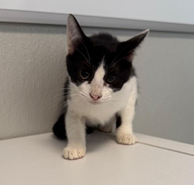 Yang, Adoptable, Kitten Female Domestic Short Hair.