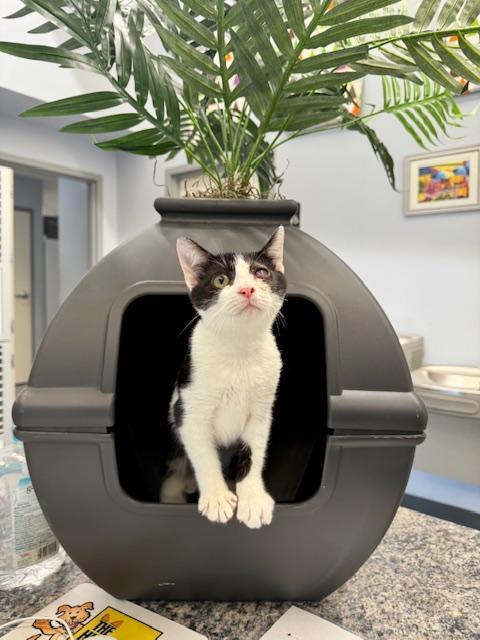 Yang, a Adoptable Domestic Short Hair in Winter Haven, FL image 1/2