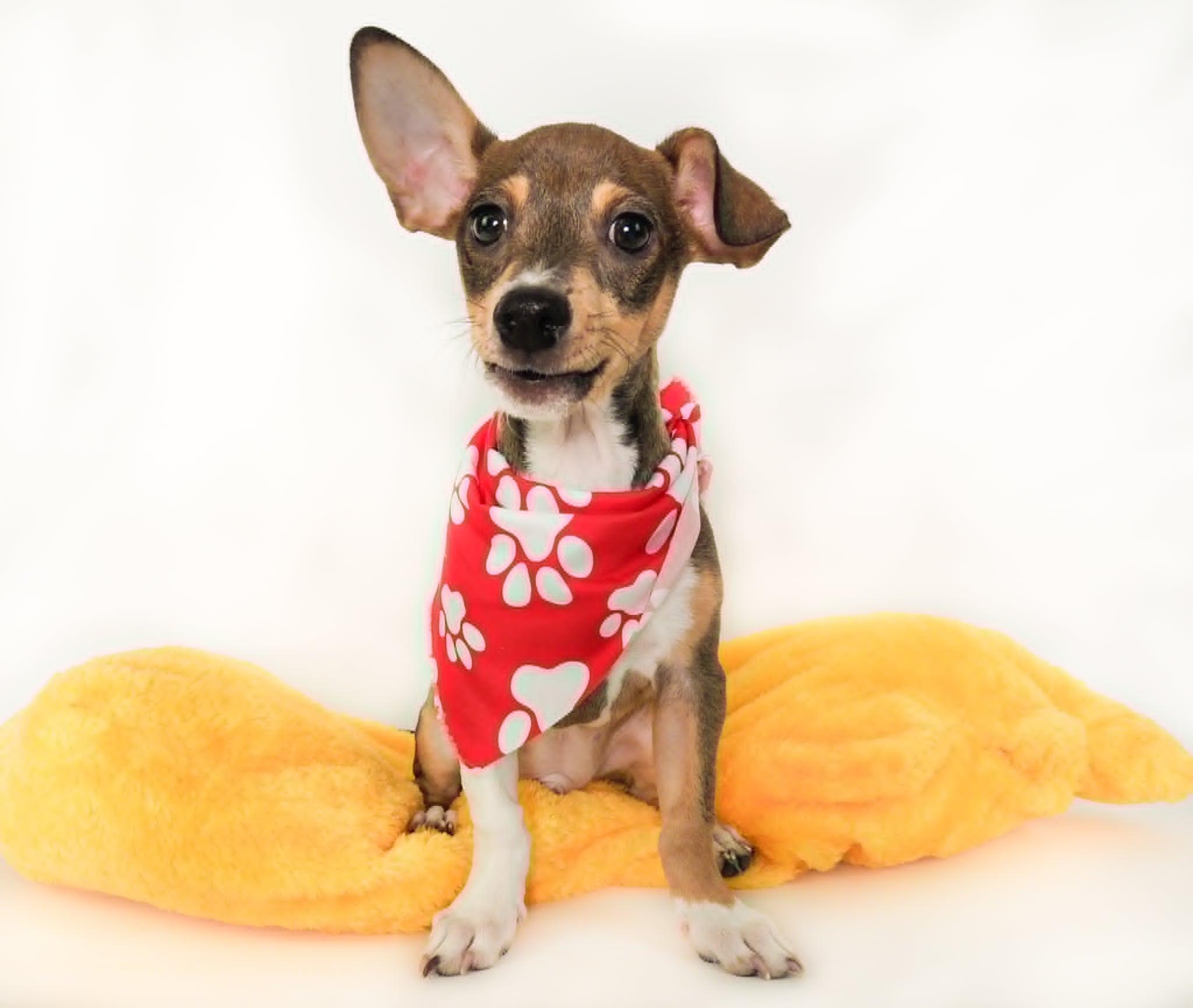 Edamame, a ADOPTABLE mixed breed in PHOENIX, AZ image 1/6