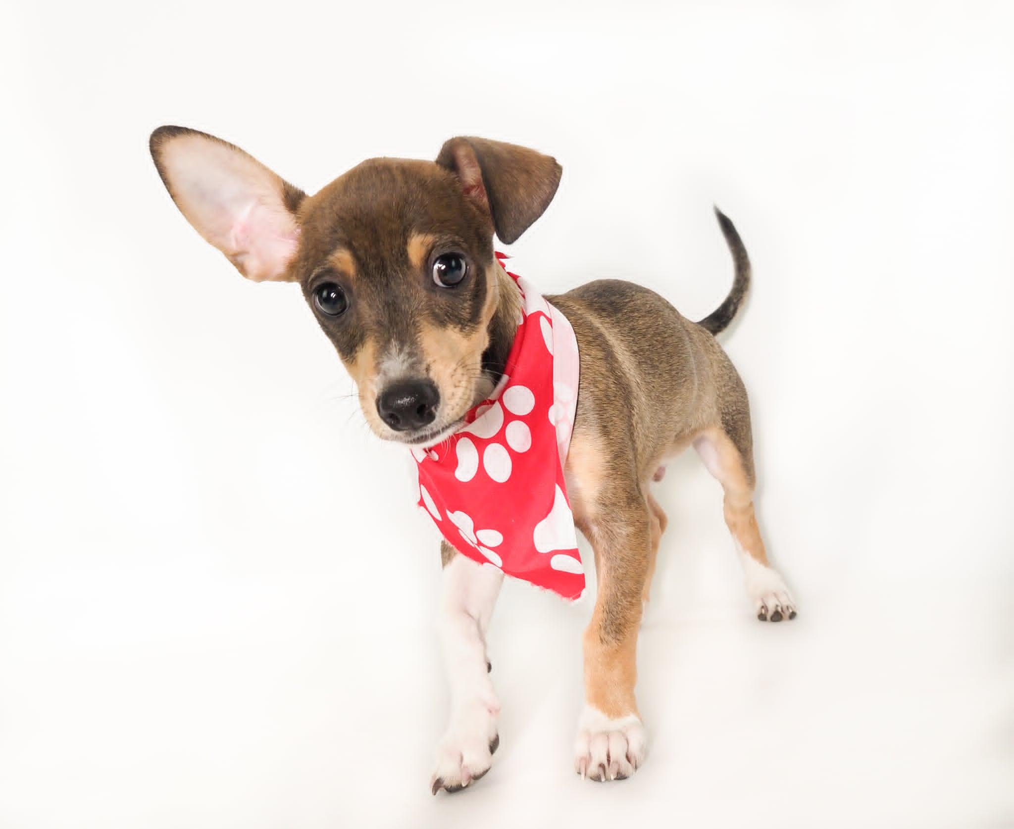 Edamame, a ADOPTABLE mixed breed in PHOENIX, AZ image 4/6