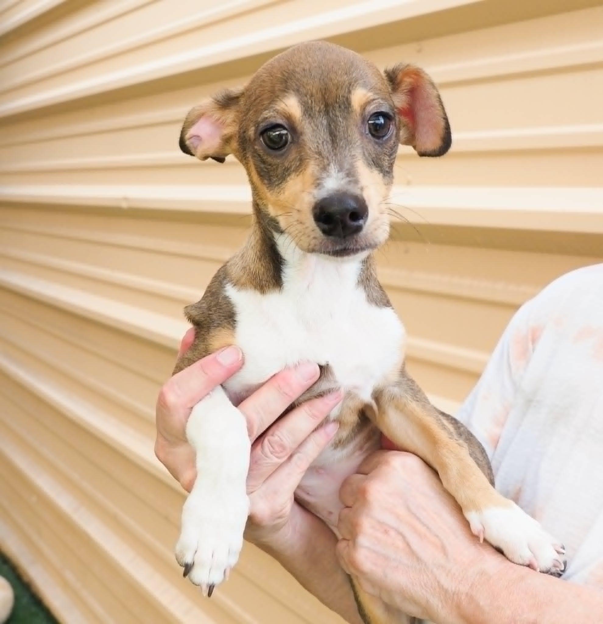 Edamame, a ADOPTABLE mixed breed in PHOENIX, AZ image 3/6