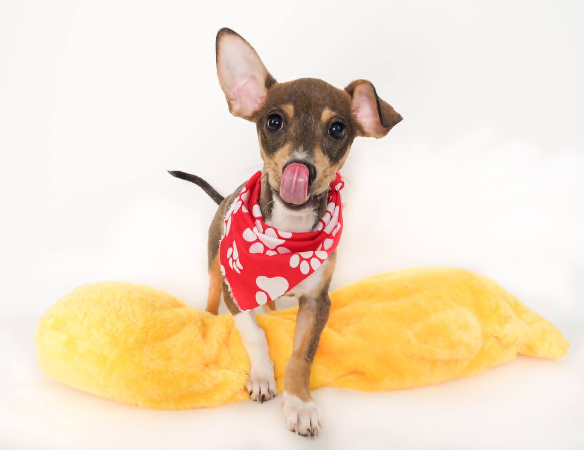 Edamame, a ADOPTABLE mixed breed in PHOENIX, AZ image 6/6