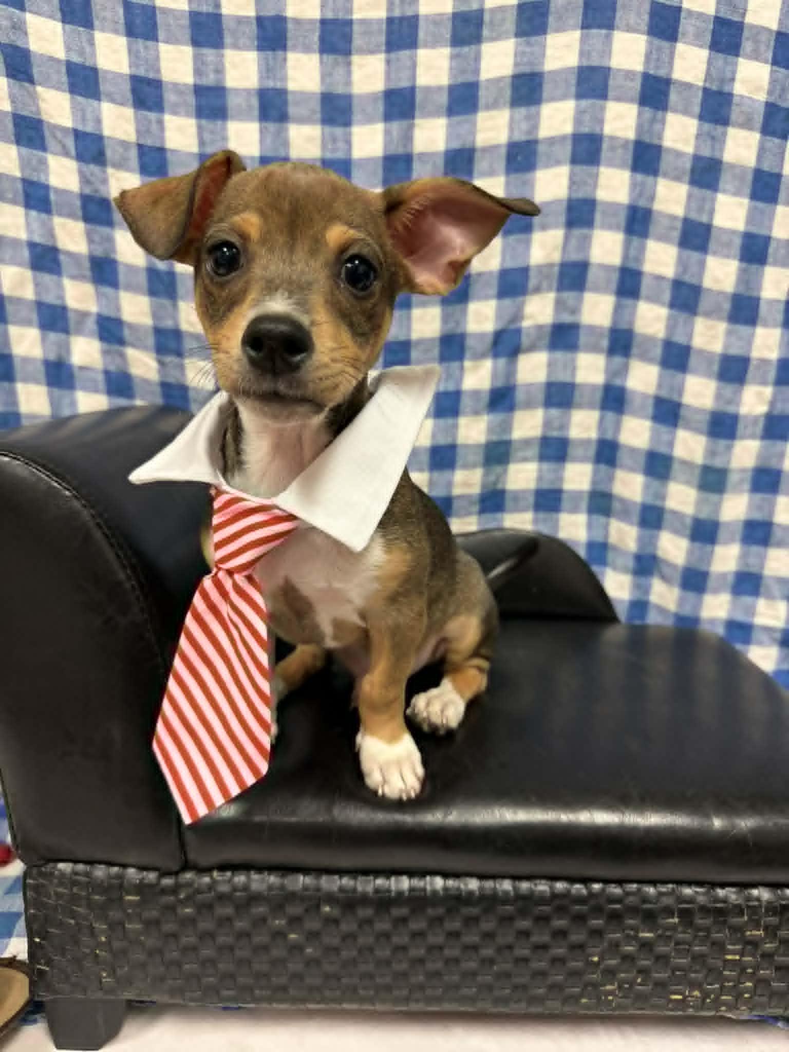 Edamame, a ADOPTABLE mixed breed in PHOENIX, AZ image 5/6