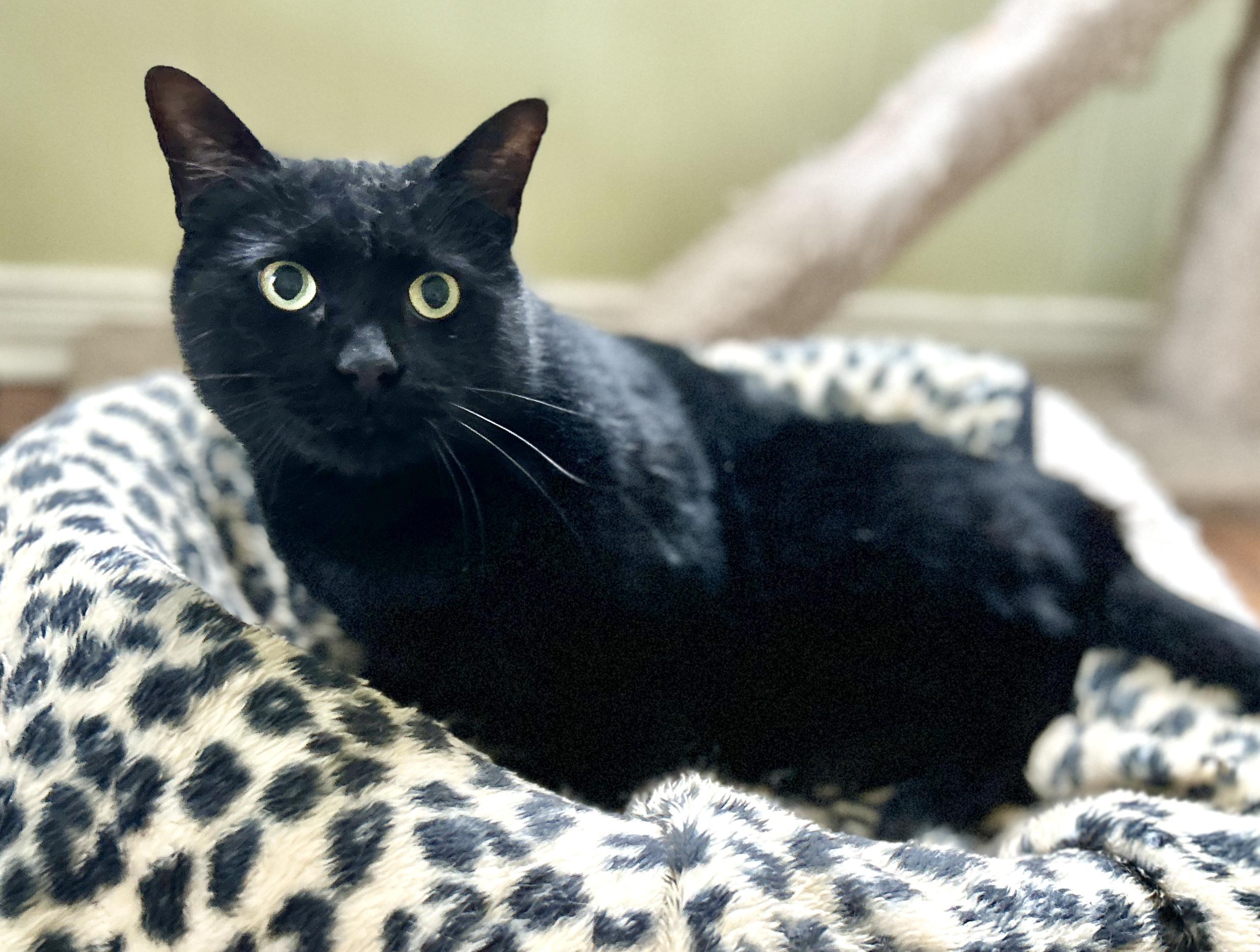 Enlarge Anchovy, an adopted Domestic Short Hair in Guelph, ON image 6/6