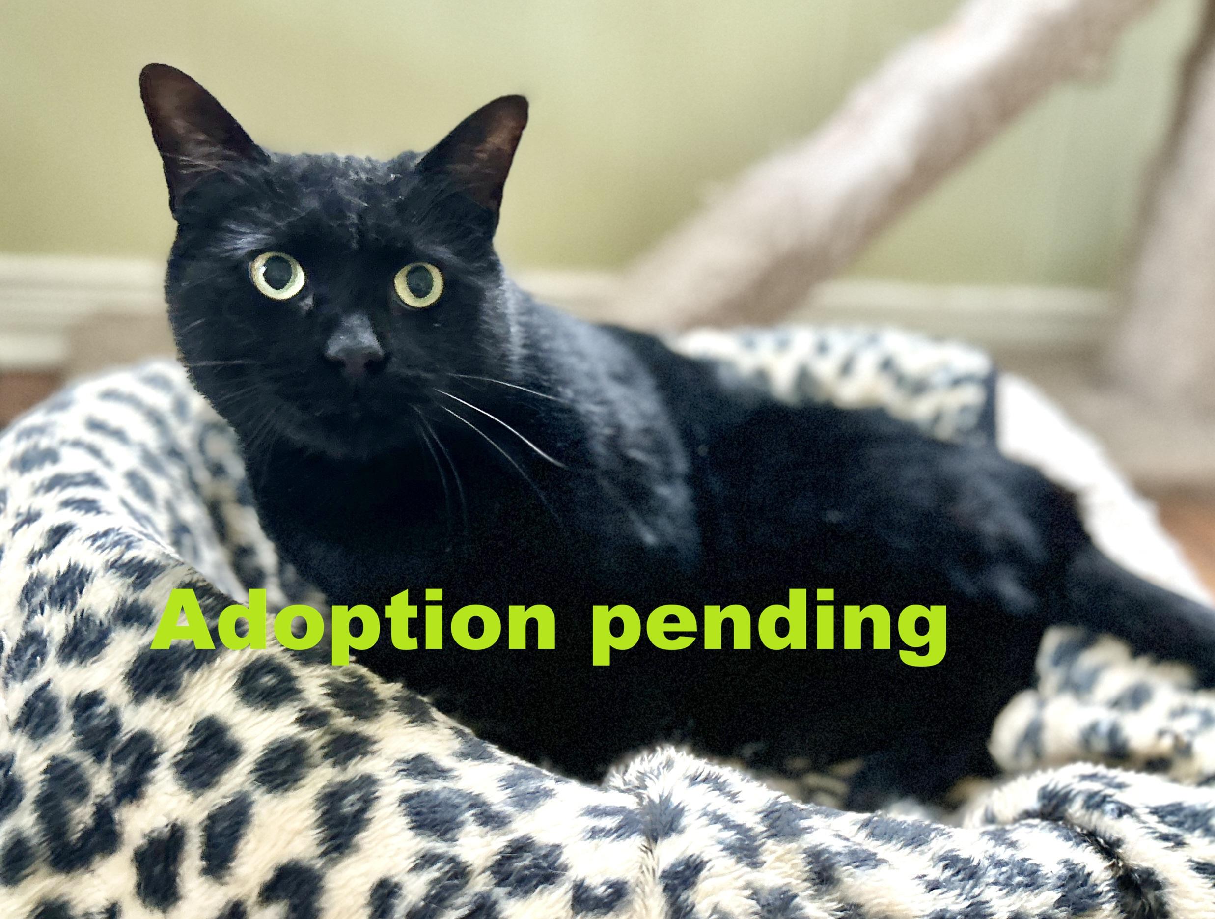 Enlarge Anchovy, an adopted Domestic Short Hair in Guelph, ON image 1/6