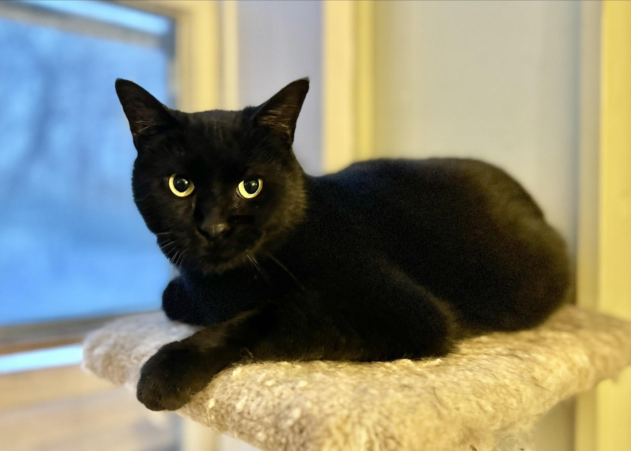 Enlarge Anchovy, an adopted Domestic Short Hair in Guelph, ON image 5/6