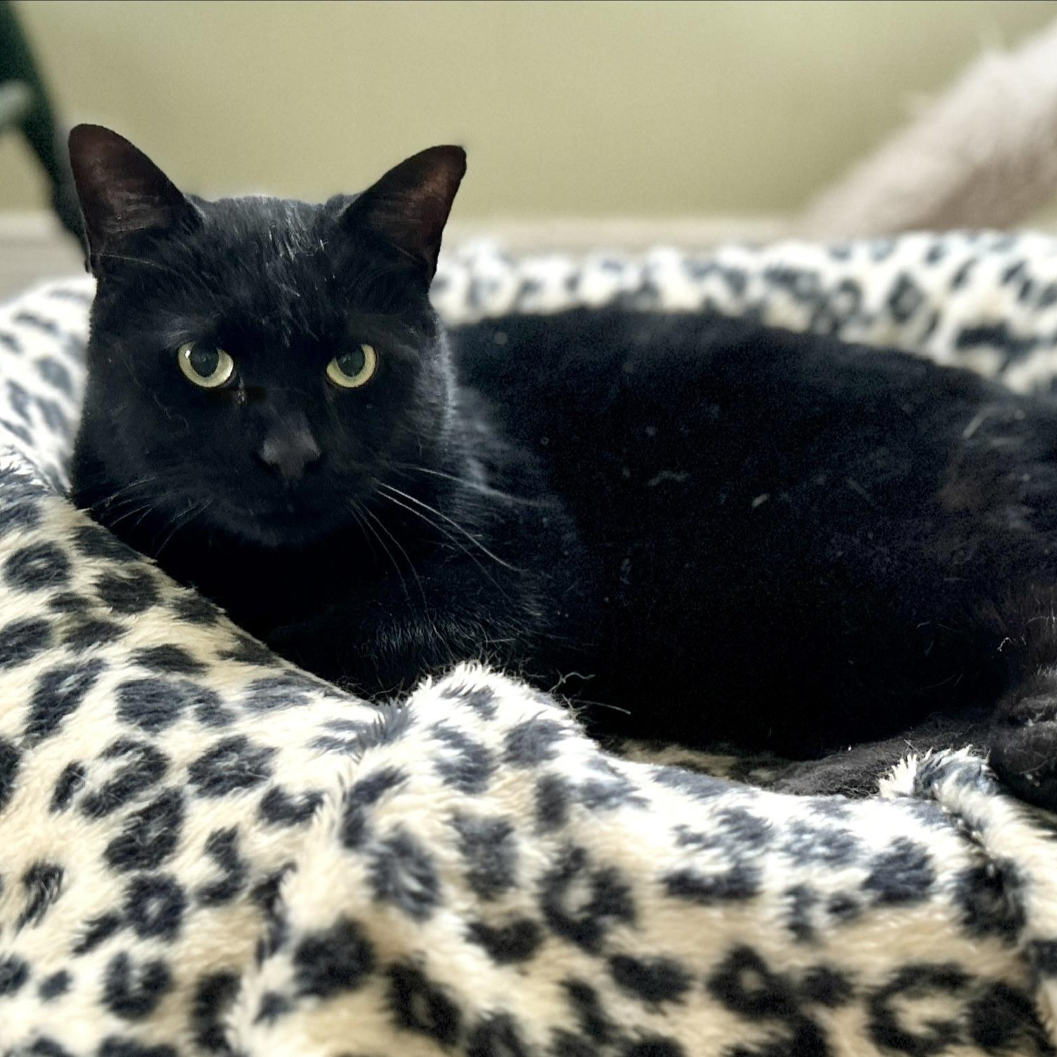 Enlarge Anchovy, an adopted Domestic Short Hair in Guelph, ON image 2/6