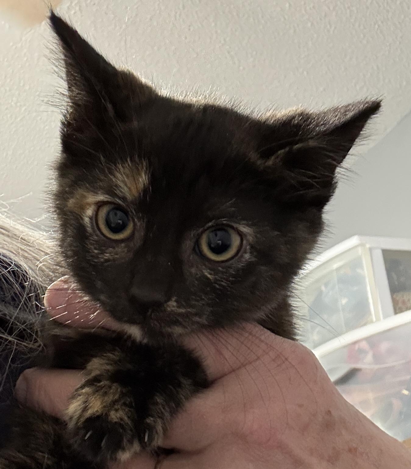 Enlarge Brandy, a Adoptable Domestic Short Hair in Irmo, SC image 1/2