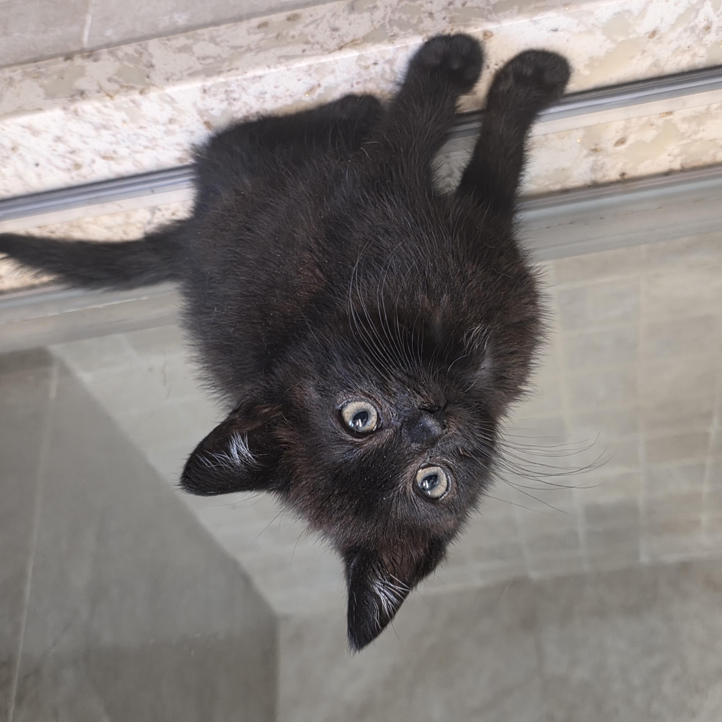 Enlarge Twilight, a Adoptable Domestic Short Hair in Moriches, NY image 4/4