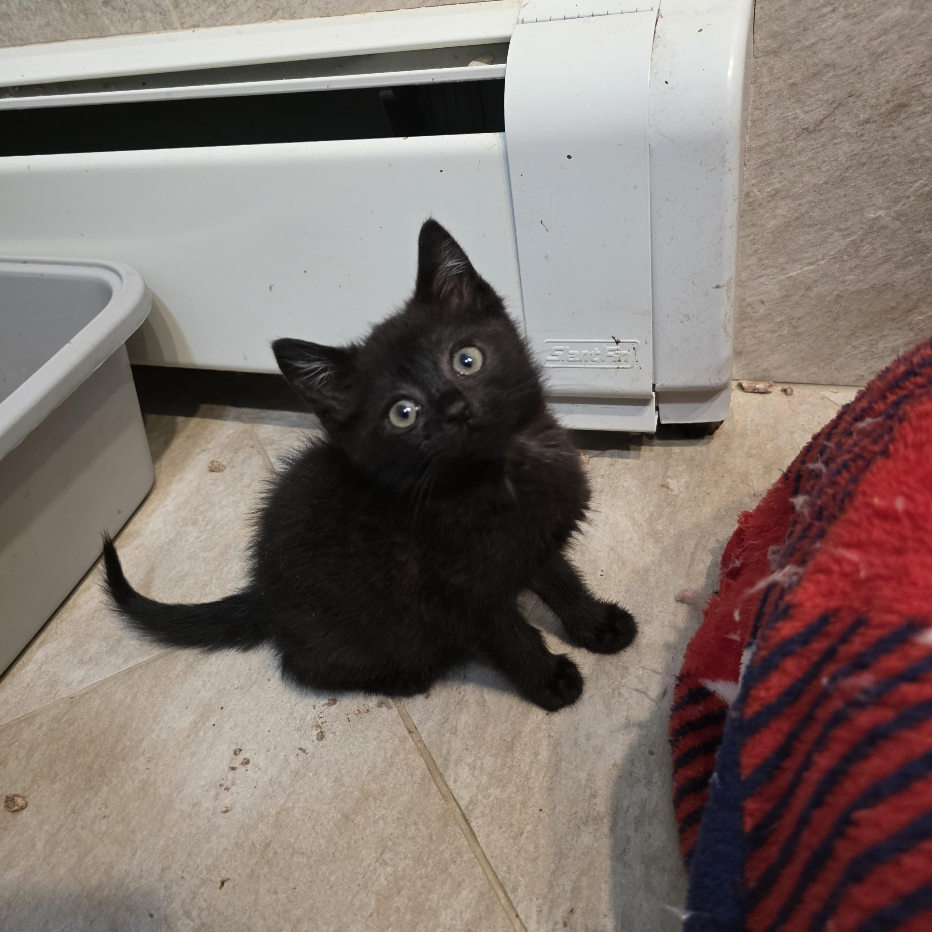 Enlarge Twilight, a Adoptable Domestic Short Hair in Moriches, NY image 3/4