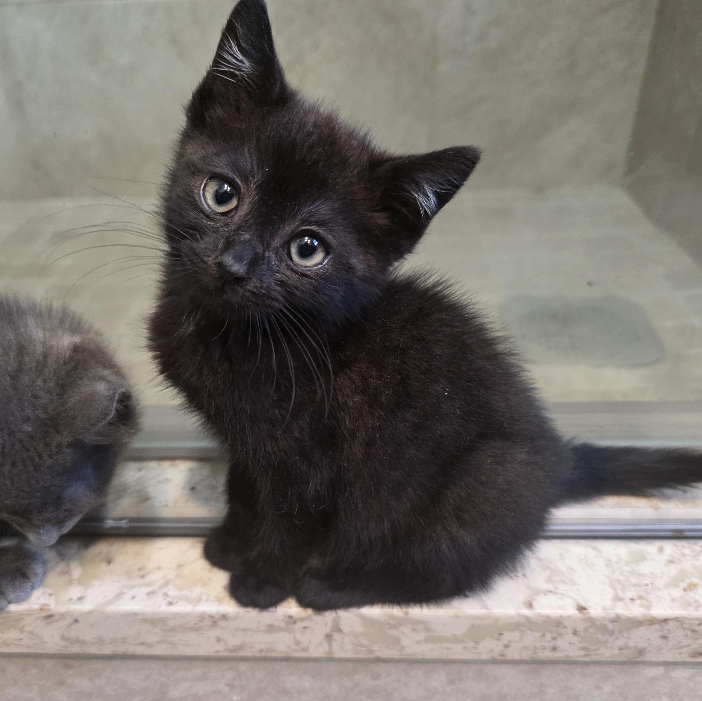 Enlarge Twilight, a Adoptable Domestic Short Hair in Moriches, NY image 1/4