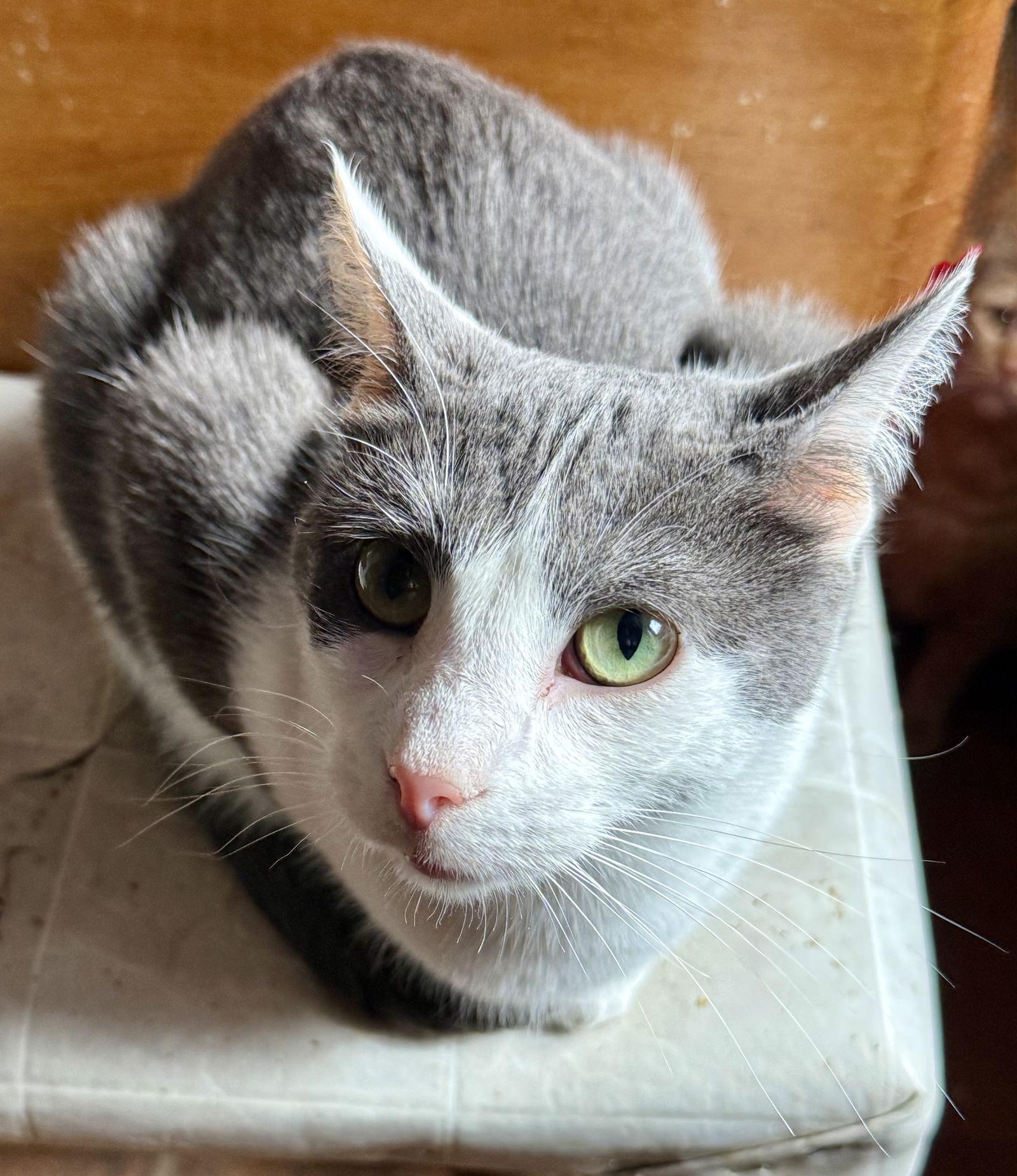 Enlarge Harley, a Adoptable Domestic Short Hair in Maywood, IL image 2/3