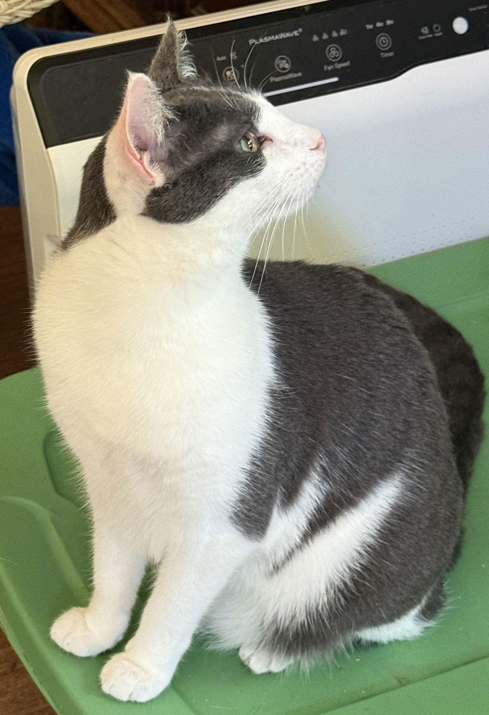 Harley, a Adoptable Domestic Short Hair in Maywood, IL image 2/3