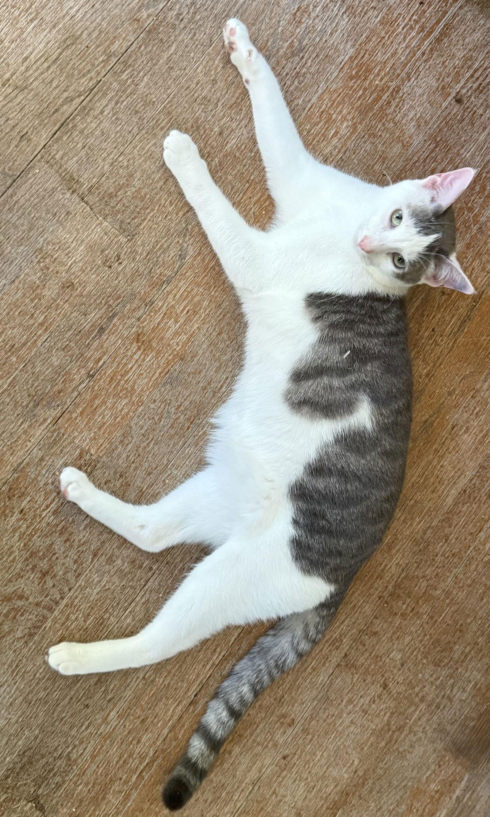 Harley, a Adoptable Domestic Short Hair in Maywood, IL image 3/3