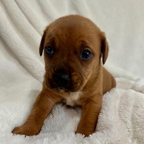 Peony  Popper thumbnail 2