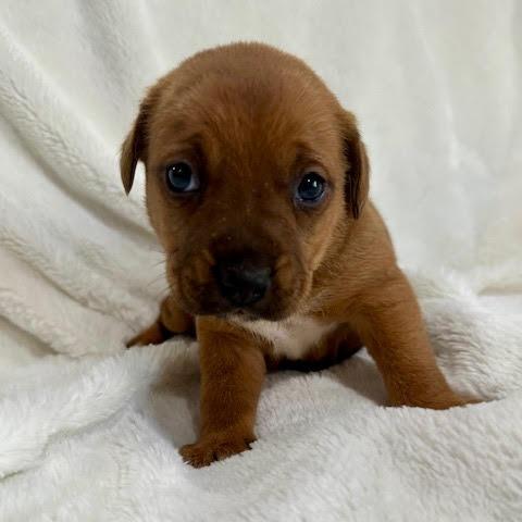 Peony  Popper thumbnail 3