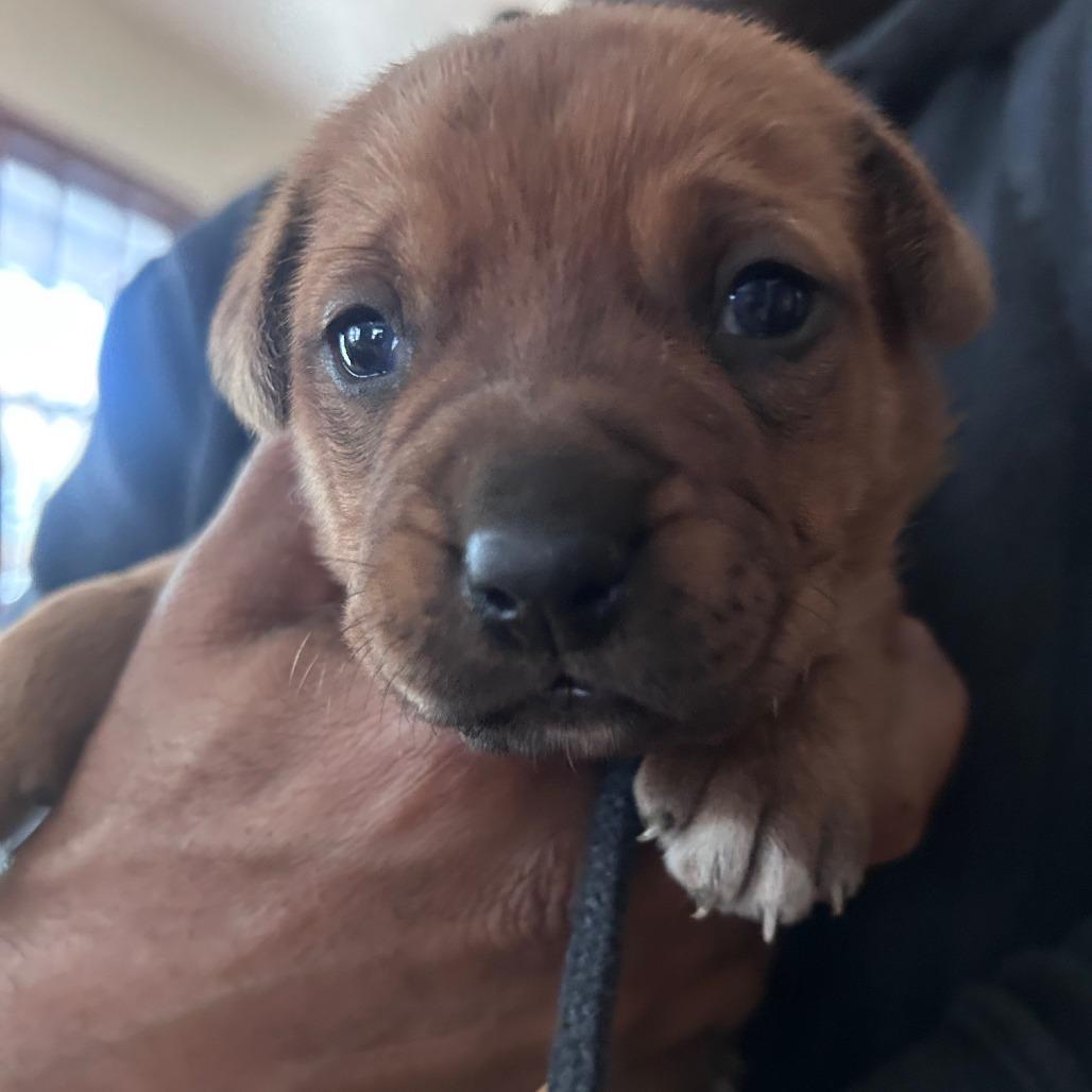 Peony  Popper thumbnail 4