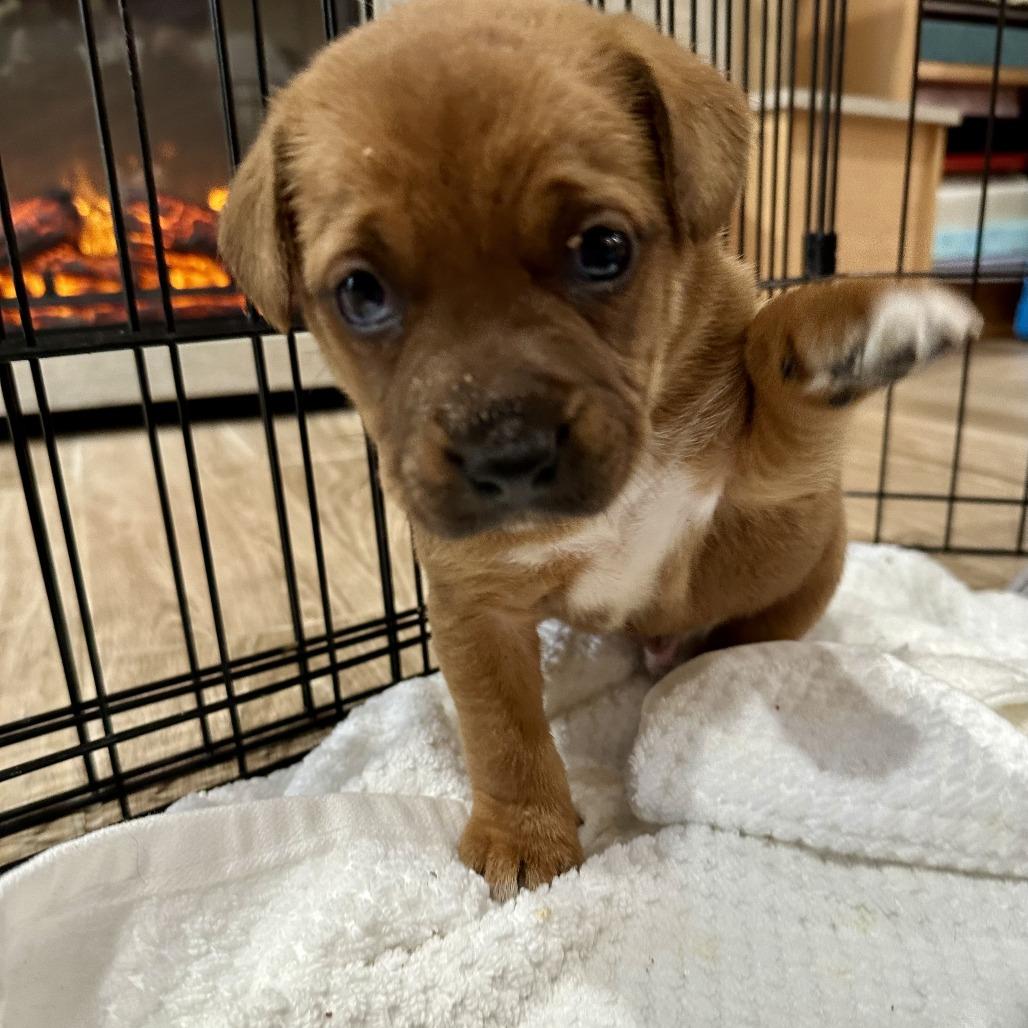 Peony  Popper thumbnail 5