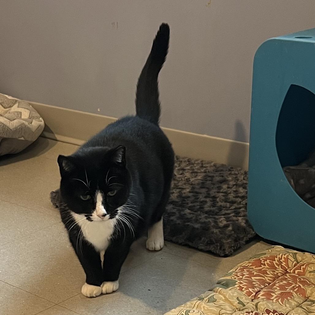 Enlarge Dolli, a Adoptable Domestic Short Hair in Oyster Bay, NY image 1/4