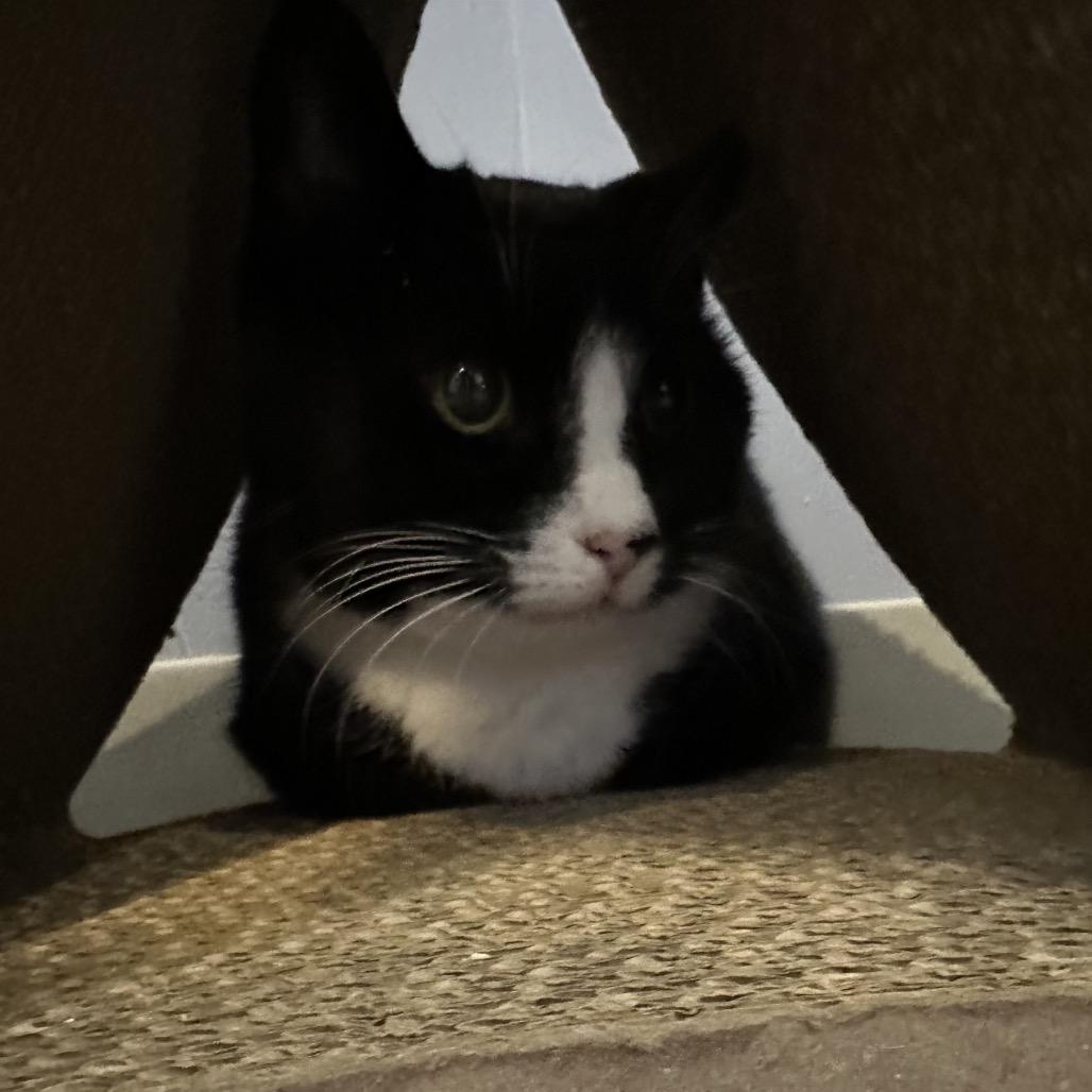 Enlarge Dolli, a Adoptable Domestic Short Hair in Oyster Bay, NY image 2/4