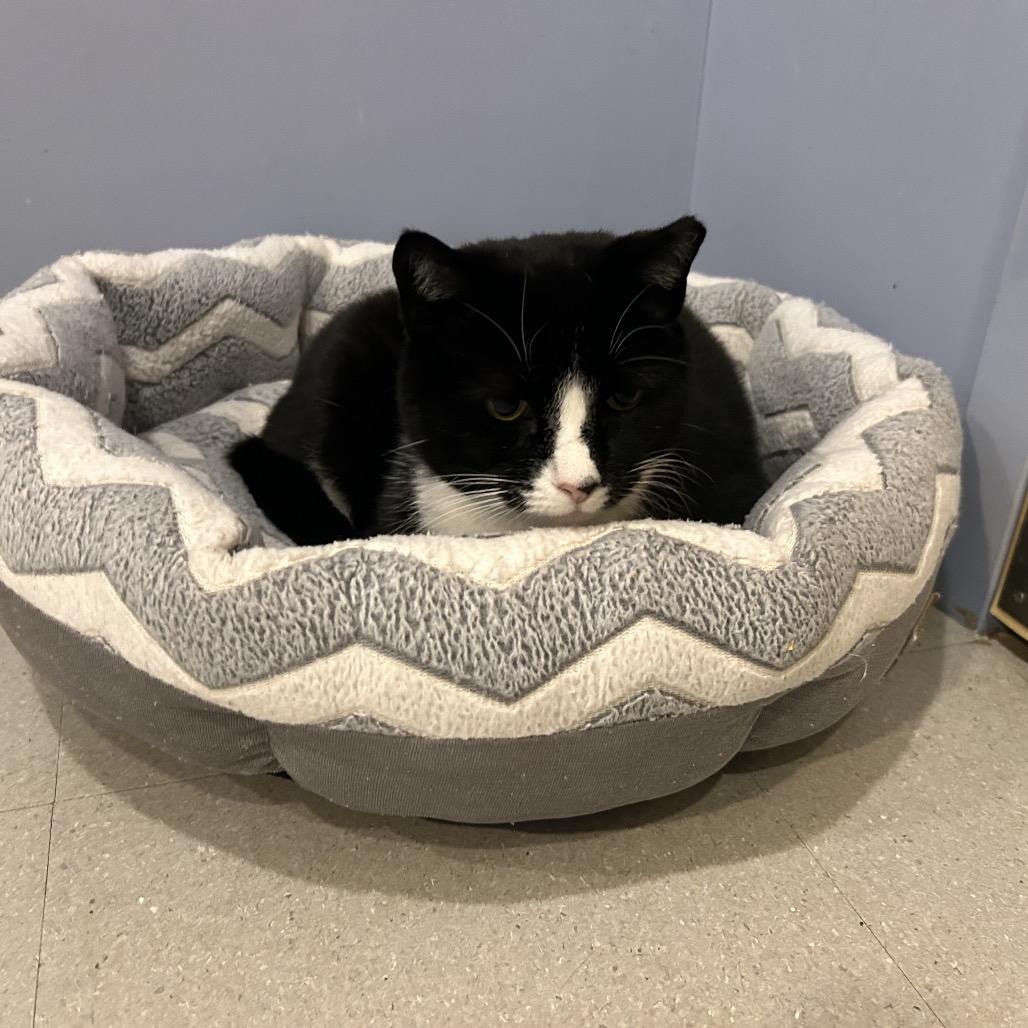 Enlarge Dolli, a Adoptable Domestic Short Hair in Oyster Bay, NY image 3/4