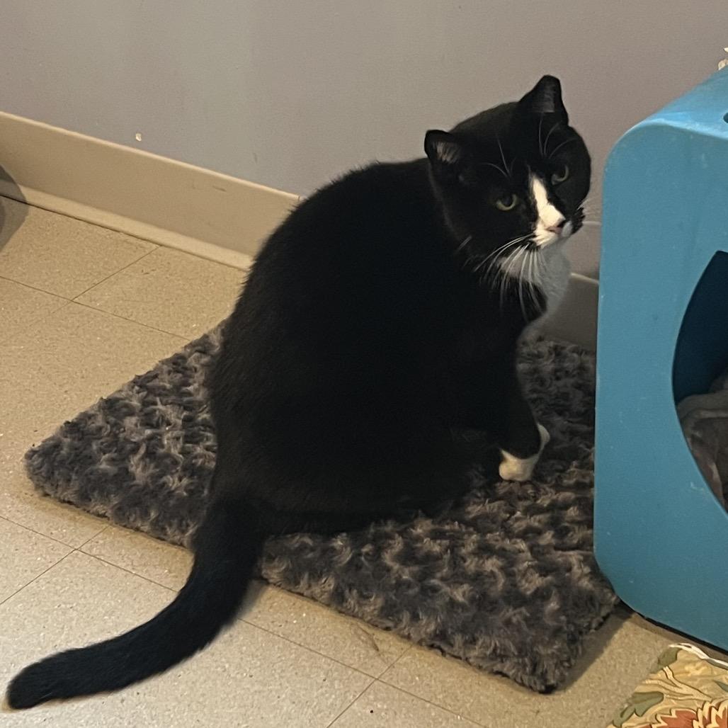 Enlarge Dolli, a Adoptable Domestic Short Hair in Oyster Bay, NY image 4/4