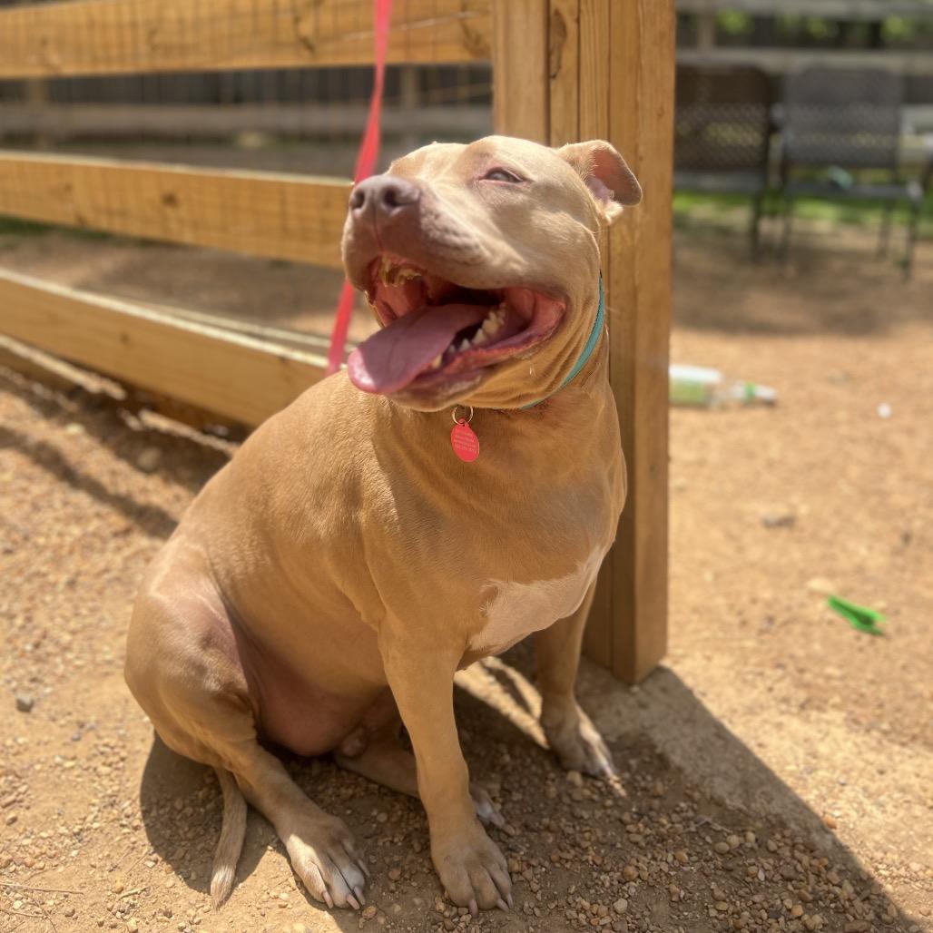 Enlarge Ancho, a Adoptable Mixed Breed in Fredericksburg, VA image 2/6