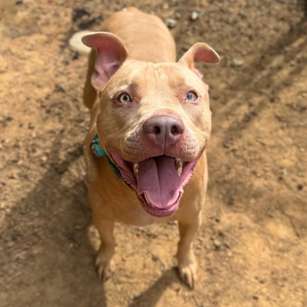 Enlarge Ancho, a Adoptable Mixed Breed in Fredericksburg, VA image 3/6