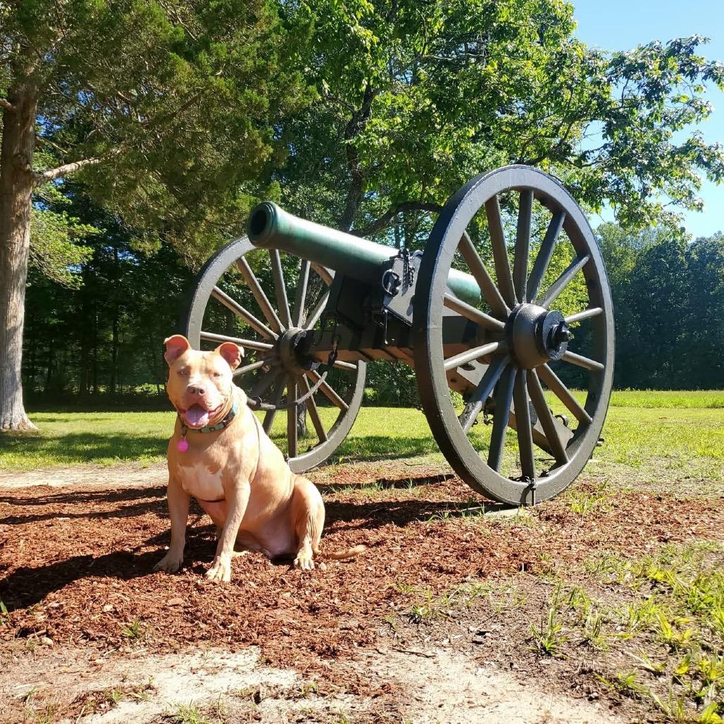 Enlarge Ancho, a Adoptable Mixed Breed in Fredericksburg, VA image 4/6