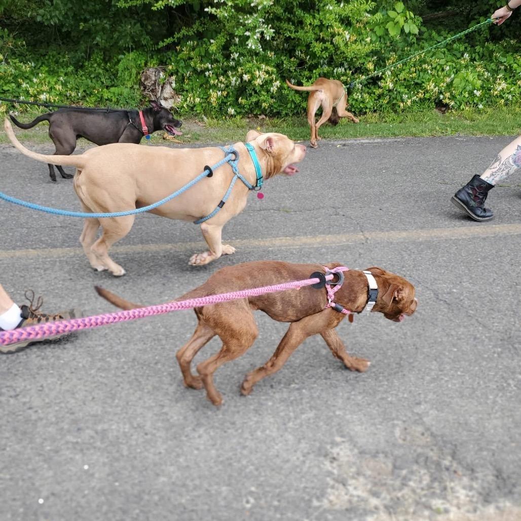 Enlarge Ancho, a Adoptable Mixed Breed in Fredericksburg, VA image 5/6