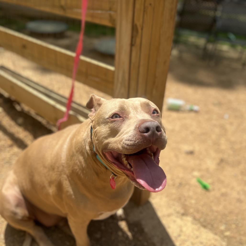 Enlarge Ancho, a Adoptable Mixed Breed in Fredericksburg, VA image 6/6